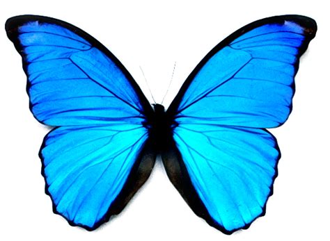 Blue Butterfly Psd Official Psds