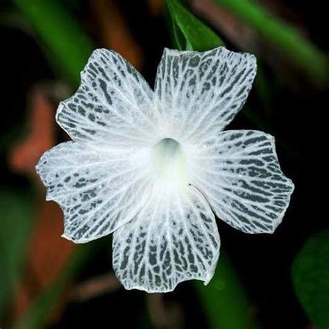 Very Rare Skeleton Flower Hawaii ♥ Earth Laughs In Flowers