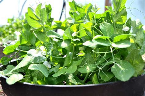 How To Growing Snow Peas In Pots Saras Kitchen Garden