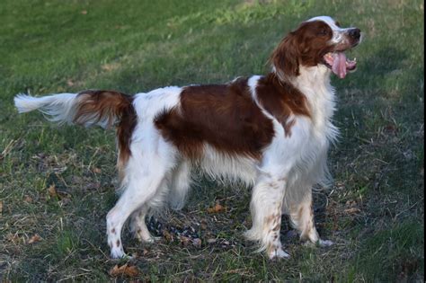 Irish Red And White Setter Puppies For Sale Georgia