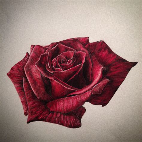 Realistic Rose Drawing Done In Colouring Pencil Realistic Flower