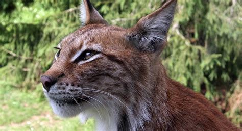 Missing Lynx Reintroducing Big Cats To The British
