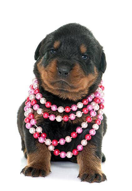 For the best experience, we recommend you upgrade to the latest version of chrome or safari. Royalty Free Newborn Rottweiler Puppies Pictures, Images and Stock Photos - iStock