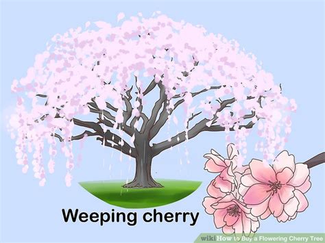 Their huge canopy with arching, cascading branches can be as large as the tree is tall. How to Buy a Flowering Cherry Tree: 8 Steps (with Pictures)