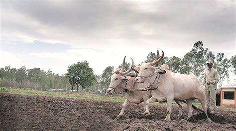 Financial Help For Farmers Involved In Cow Based Natural Farming