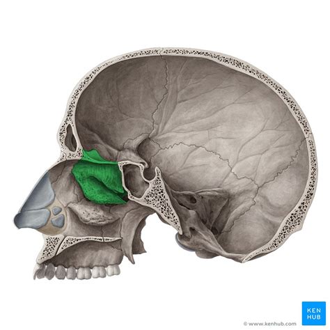 A thorough description is beyond the. Bones of the head: Skull anatomy | Kenhub