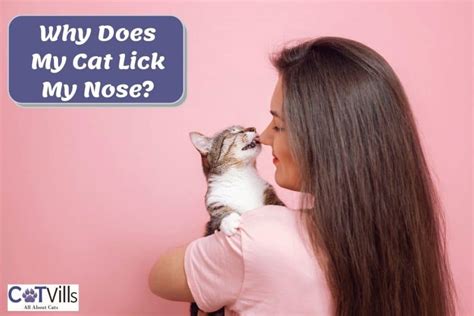 why does my cat lick my nose 6 reasons why they do it