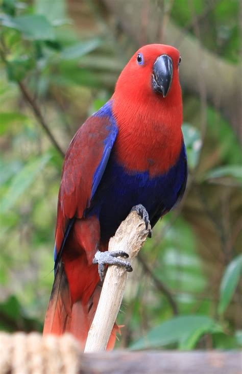 Eclectus Parrot Biological Science Picture Directory