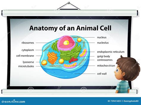 Grafico Che Mostra Anatomia Della Cellula Animale Illustrazione