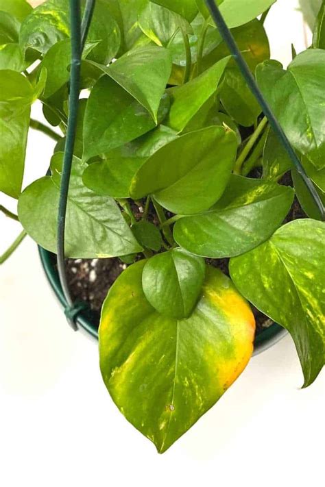 8 Reasons Why The Leaves Of Your Pothos Are Yellow And How To Fix It
