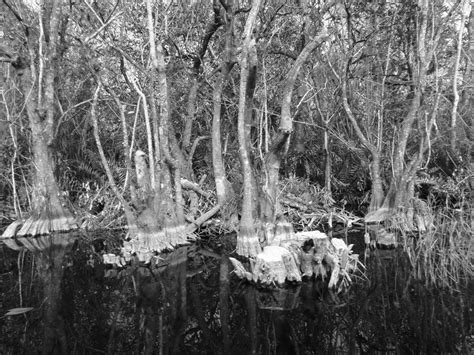 The Florida Everglades A Photographic Journey The Hungry Nomad