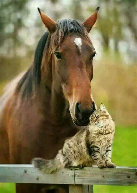 A Horse And His Buddy Big Kitty Animals Beautiful
