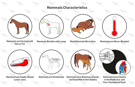 Section 3 Mammals Nitty Gritty Science