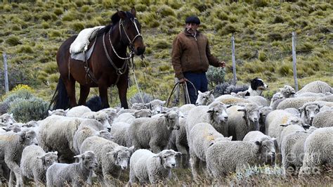 Herding Sheep Patagonia 3 Photograph By Bob Christopher