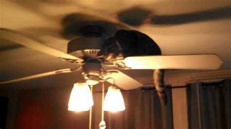 Bengal Cat Taking A Ride On Ceiling Fan Youtube