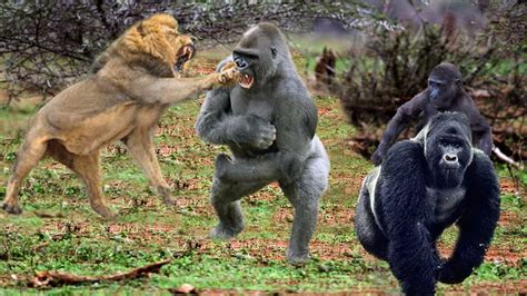 King Lions Attack Gorillas Herd Gorilla Panic Carry Baby On His Back