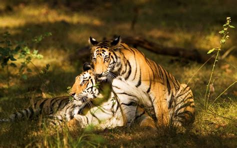 Explore Bandhavgarh National Park Land Of Tigers And Birds