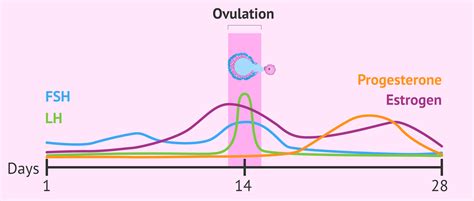 Stages Of Ovulation Cycle