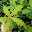 Water X Cherrybark Oak Hybrid For Sale Quercus Nigra Pagoda – Nativ 