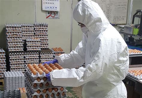 살충제 계란 전수조사 결과 살충제 계란 농장 49곳 중 친환경농가 31곳