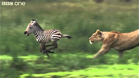 Hd Lioness Hunts Zebra Natures Great Events The Great Migration Bbc