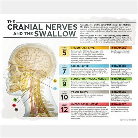 The Cranial Nerves And The Swallow Speech Therapy Materials
