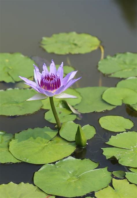 Not only are they beautiful to look at, but they also serve an important purpose in the pond, mainly in aiding its ecosystem. Water lily genome expands picture of the early evolution ...