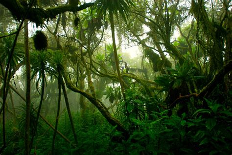 Tropical Rainforest Stock Photos Pictures And Royalty Free Images Istock