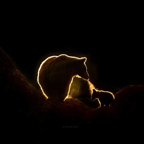 An Interview With Wildlife Photographer Marina Cano — In Love With The