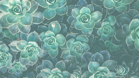 Succulents Wallpaper Hd Best Succulent Ideas