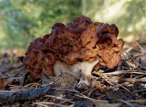 Gyromitra Esculenta The Ultimate Mushroom Guide