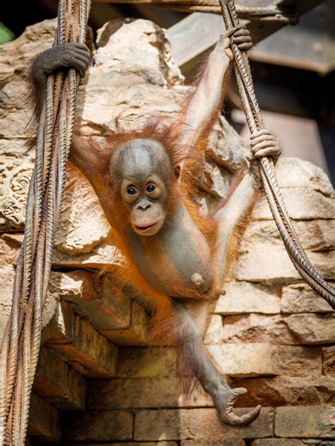 Orangutan Power: Beyond Your Wildest Dreams