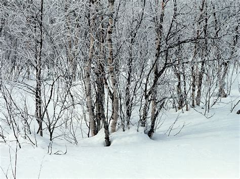 Online Crop Hd Wallpaper Gray Tree Trees Snow Snowdrifts Winter