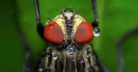 Encyclopedia Of Trivia Fly Insect