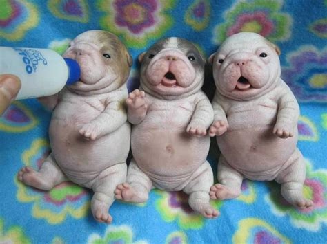 1920 x 1080 jpeg 161 кб. 17 Best images about Baby bulldogs on Pinterest | In love ...
