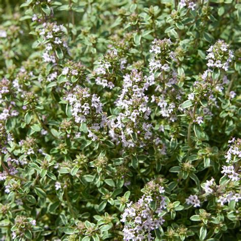 Silver Queen Thyme Plant Thymus