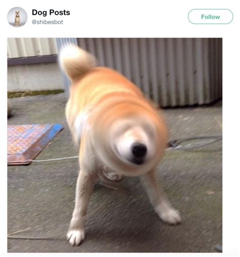 Shibesbot Blurry Dogs Know Your Meme