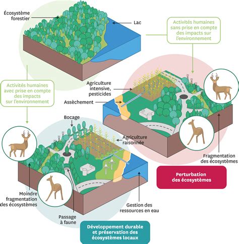 Les Activités Humaines Et Les écosystèmes Locaux Lelivrescolairefr