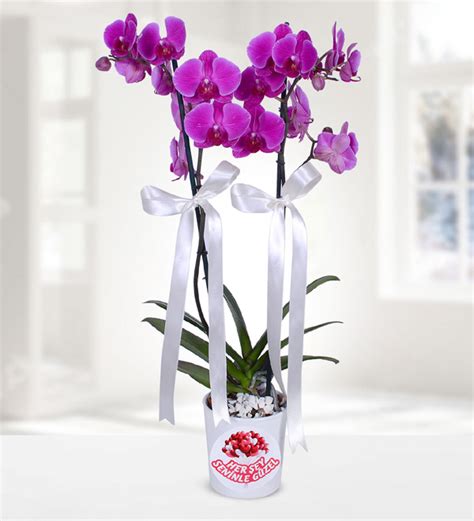 Send Flowers Turkey Purple Double Stem Orchid From 23usd