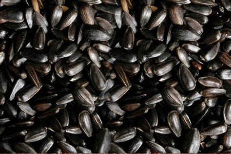 Black Sunflower Seeds At Best Price In Nagpur Agricom Impex