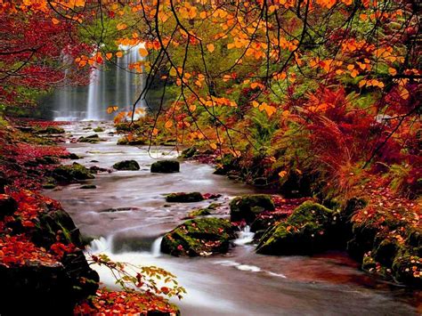 Autumn Trees Nature Landscape Leaf Leaves Desktop Background Images Hd
