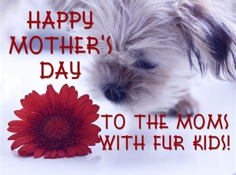 Pin By Susie White On Happy Mothers Day Dog Mothers Day Fur Baby Mom