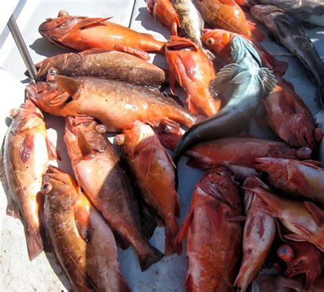 Baja Fishing Report 2 Bottomfish Discover Baja Travel Club