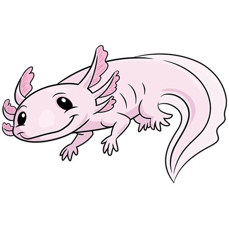 How To Draw An Axolotl Really Easy Drawing Tutorial 2023 Azsage