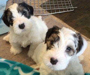 The name for this dog is sealyham terrier 2. Available Sealyham Terriers