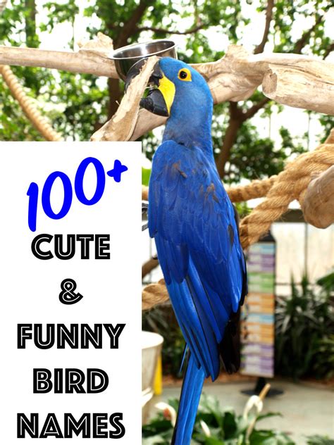 100 Cute And Funny Bird Names From Mr Beaks To Whistler Pethelpful