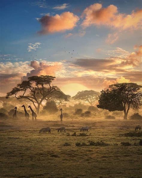 Africa African Sunset African Jungle Africa Photography