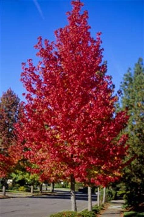 My folks have/had a well established liquid amber tree which fell on their fence during a recent high wind event. American Sweet Gum - LIQUIDAMBAR STYRACIFLUA - 9 Tree ...
