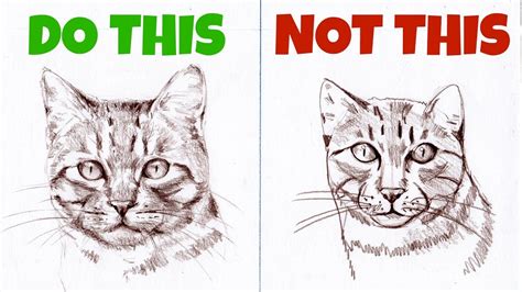 1) draw a rectangle that will define the conditional proportions and boundaries of the chosen drawing. Sketching Animals: How to Draw a Realistic Cat - YouTube