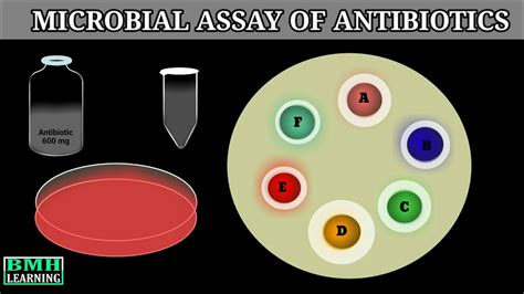 Microbial Assay Of Antibiotics Antibiotic Sensitivity Test By Cup